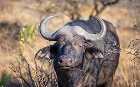 Springbok Lodge South Africa
